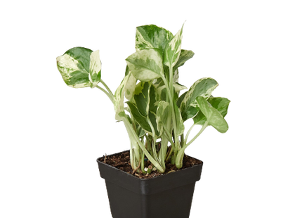 Pothos 'N'joy'