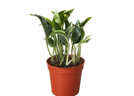 Pothos 'Shangri La'