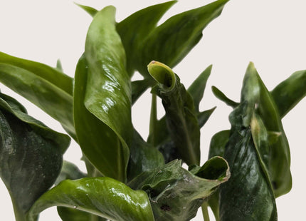 Pothos 'Shangri La'