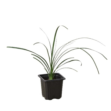 Palm Ponytail | Live Plant for Indoor & Outdoor | House Plant Decor