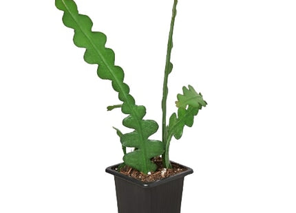 Epiphyllum 'Ric Rac' Cactus