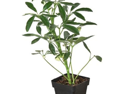 Schefflera Moonlight 'Umbrella Plant'