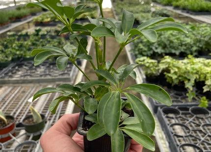 Schefflera Arboricola 'Umbrella'