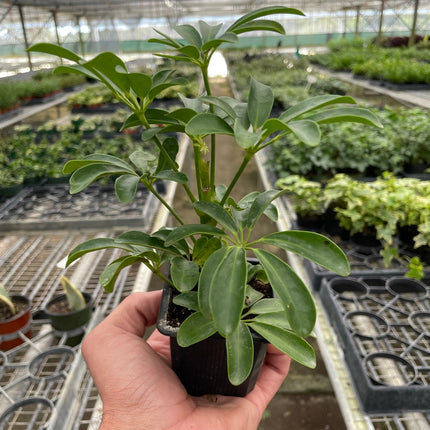 Schefflera Arboricola 'Umbrella'