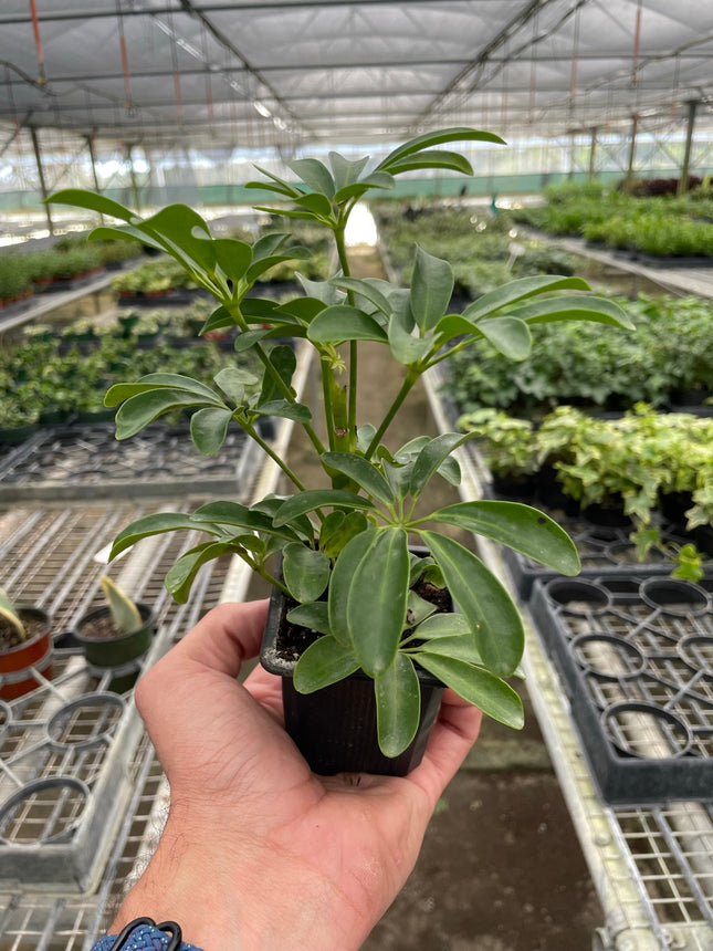 Schefflera Arboricola 'Umbrella'