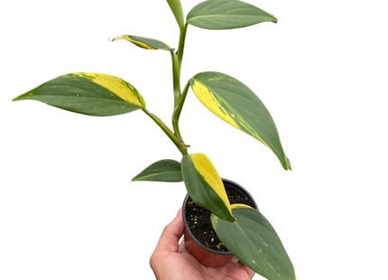 Scindapsus 'Coriaceus'