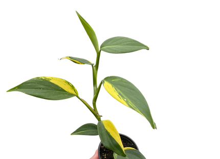 Scindapsus 'Coriaceus'