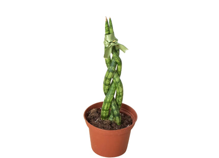 Snake Plant Braided