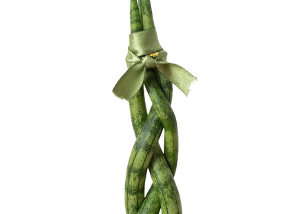Snake Plant Braided