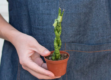 Snake Plant Braided