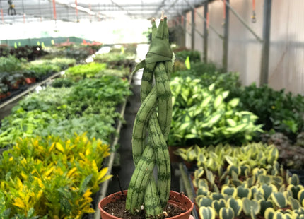Snake Plant Braided