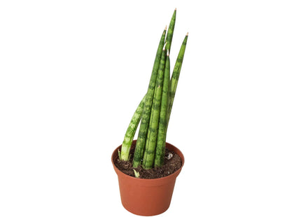 Snake Plant Cylindrica