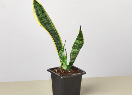 Snake Plant Laurentii
