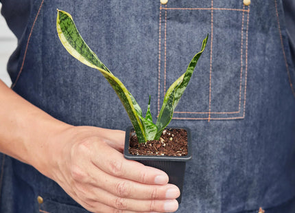 Snake Plant Laurentii