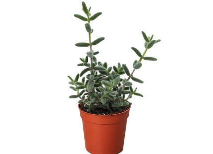Delosperma echinatum 'Pickle Plant'