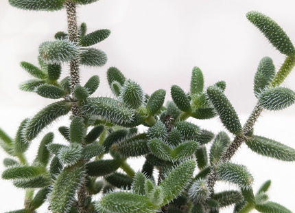 Delosperma echinatum 'Pickle Plant'