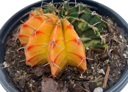 Succulent Cactus Color Ball