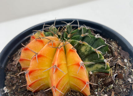 Succulent Cactus Color Ball