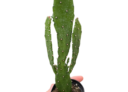 Drooping Prickly Pear Cactus