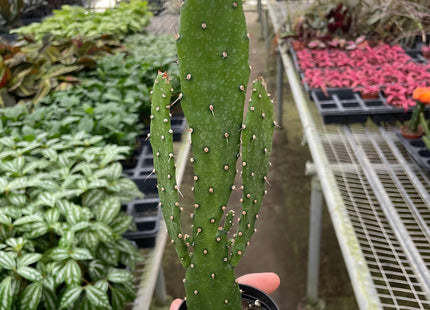 Drooping Prickly Pear Cactus