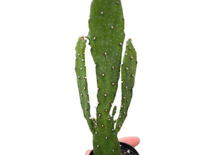 Drooping Prickly Pear Cactus