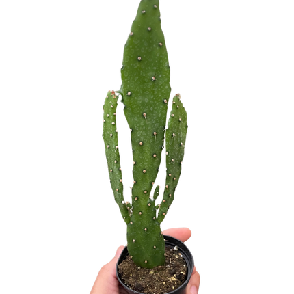Drooping Prickly Pear Cactus