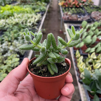 Delosperma echinatum 'Pickle Plant' | Live Plant for Indoor & Outdoor | House Plant Decor