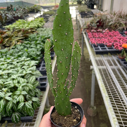 Drooping Prickly Pear Cactus