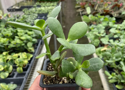 Succulent Crassula 'Jade'