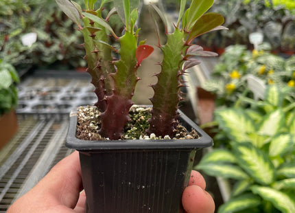 Succulent Euphorbia 'Trigona Rubra'