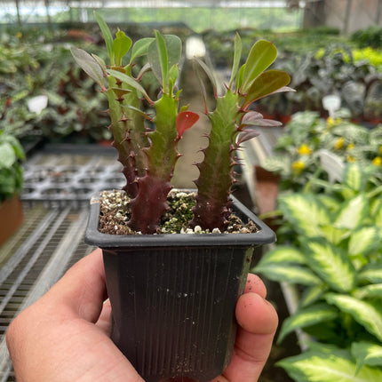 Succulent Euphorbia 'Trigona Rubra'