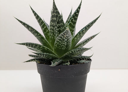Succulent Gasteria Durban