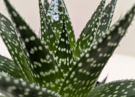 Succulent Gasteria Durban