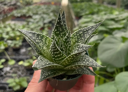 Succulent Gasteria Durban