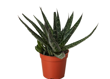 Succulent Haworthia Limifolia