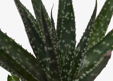 Succulent Haworthia Limifolia