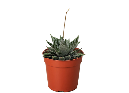 Succulent Haworthia Miami