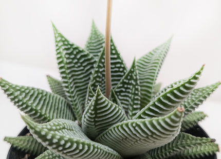 Succulent Haworthia Miami