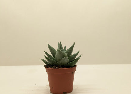 Succulent Haworthia Savanna