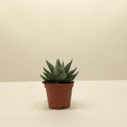 Succulent Haworthia Savanna
