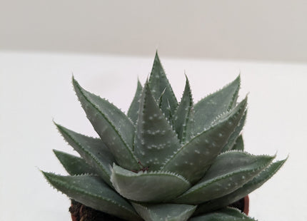 Succulent Haworthia Savanna
