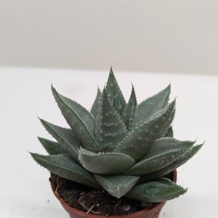 Succulent Haworthia Savanna