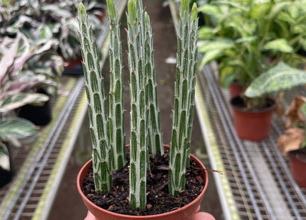 Senecio Stapeliiformis Pickle Plant