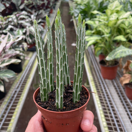 Senecio Stapeliiformis Pickle Plant