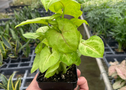 Syngonium Gold