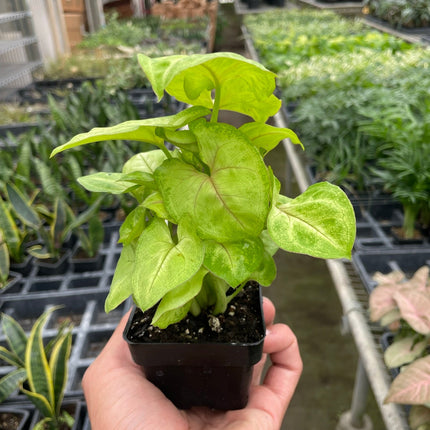 Syngonium Gold