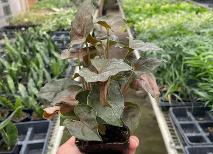 Syngonium Merry