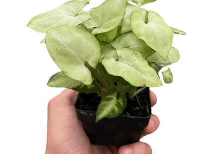 Syngonium 'Moonshine'