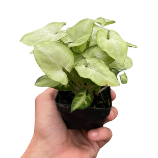 Syngonium 'Moonshine'