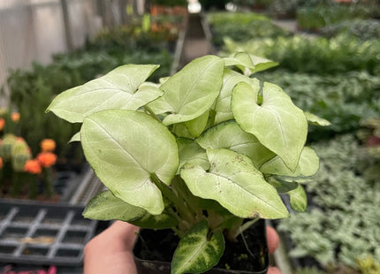 Syngonium 'Moonshine'